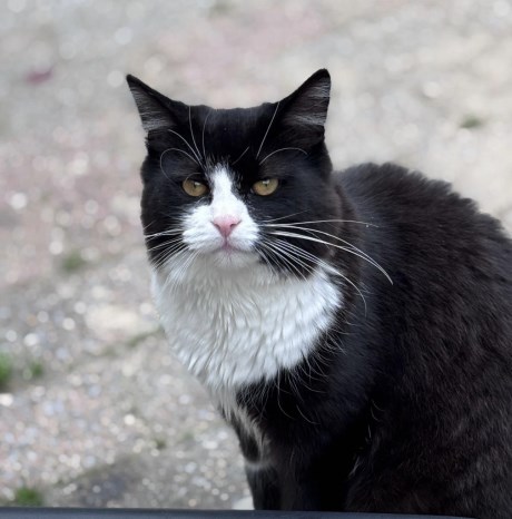 Kat Europese korthaar of huiskat