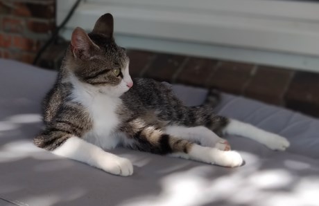 Kat Europese korthaar of huiskat