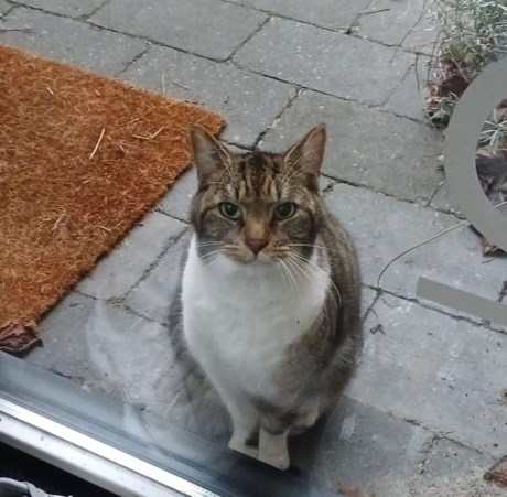 Kat Europese korthaar of huiskat