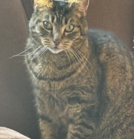 Kat Europese korthaar of huiskat