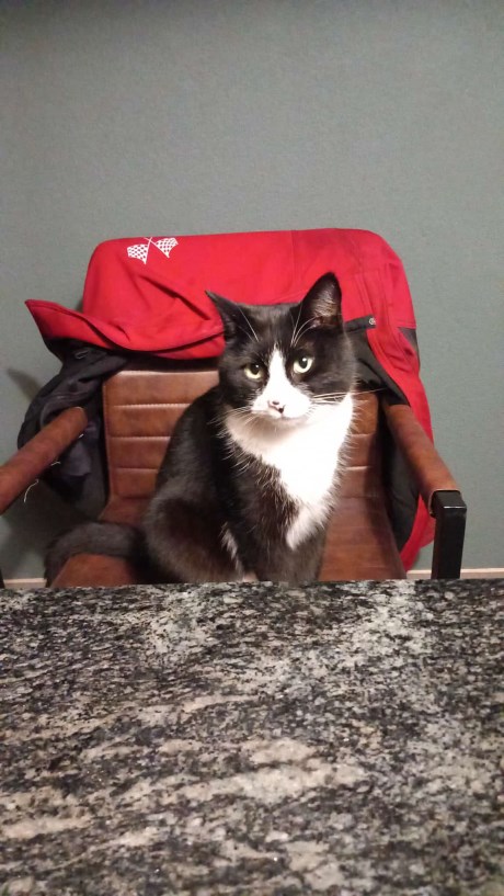 Kat Europese korthaar of huiskat