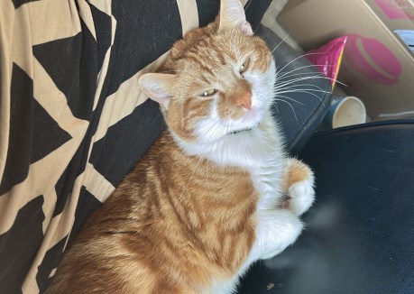 Kat Europese korthaar of huiskat