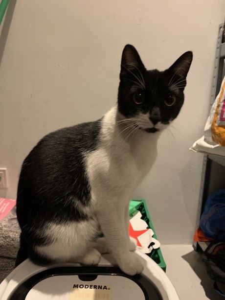 Kat Europese korthaar of huiskat