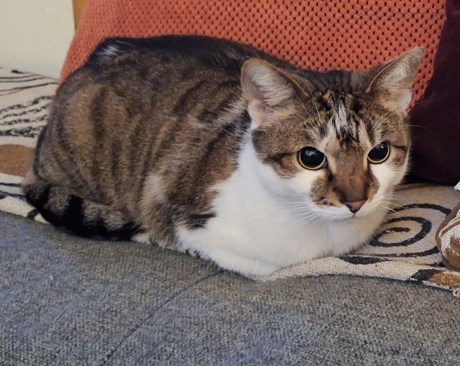 Kat Europese korthaar of huiskat