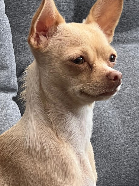 Hond Chihuahua