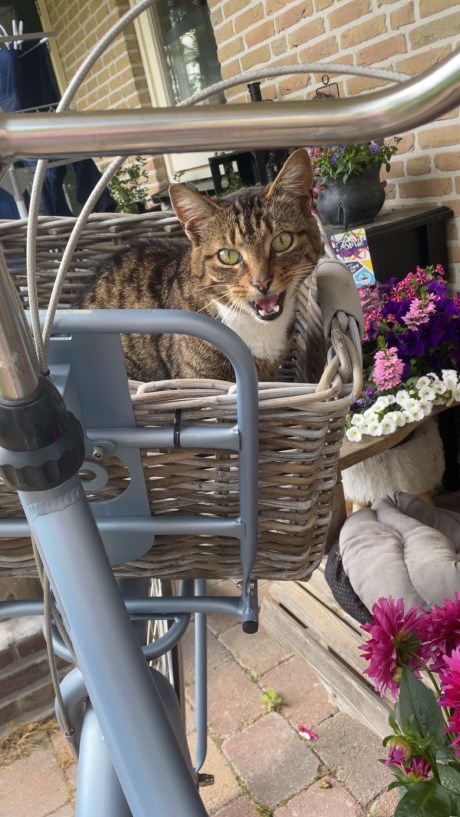 Kat Europese korthaar of huiskat