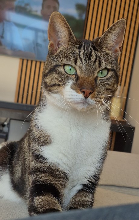 Kat Europese korthaar of huiskat