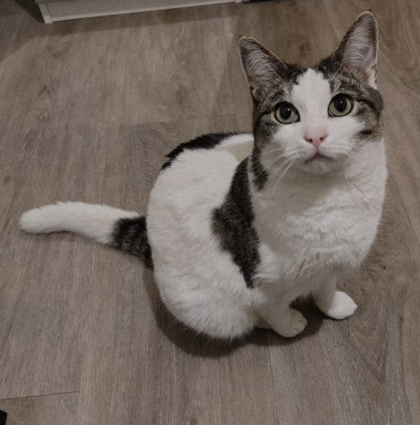 Kat Europese korthaar of huiskat