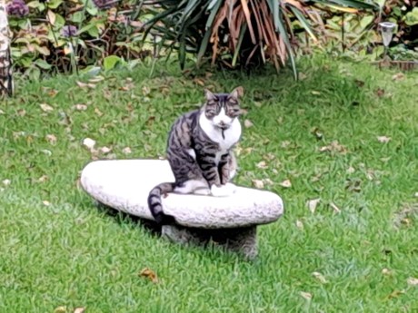 Kat Europese korthaar of huiskat