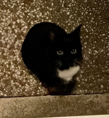 Kat Europese korthaar of huiskat