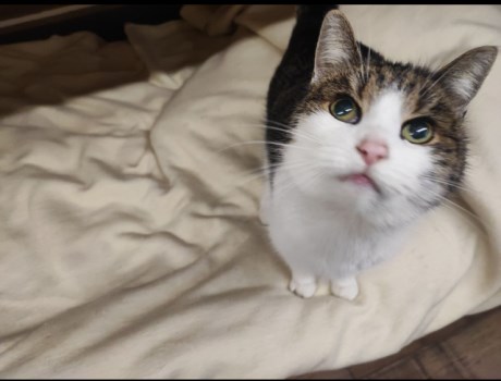 Kat Europese korthaar of huiskat