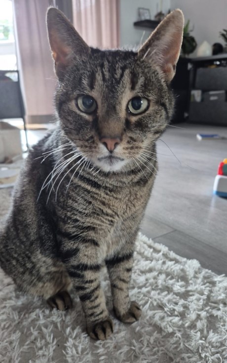 Kat Europese korthaar of huiskat