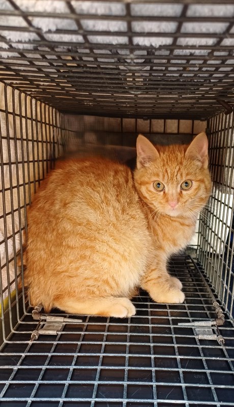 Kat Europese korthaar of huiskat