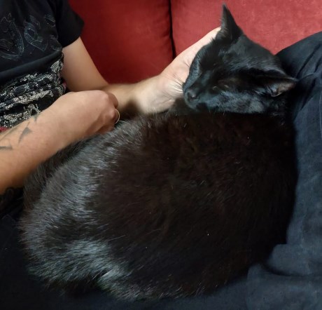 Kat Europese korthaar of huiskat