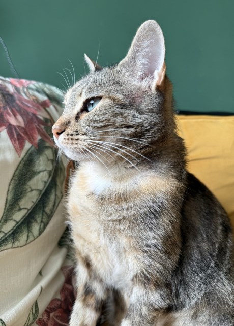 Kat Europese korthaar of huiskat