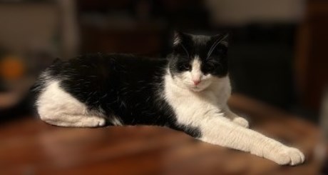 Kat Europese korthaar of huiskat