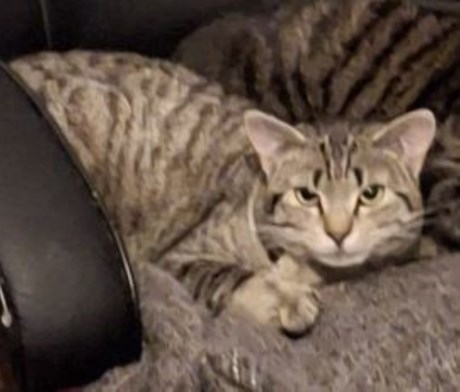 Kat Europese korthaar of huiskat