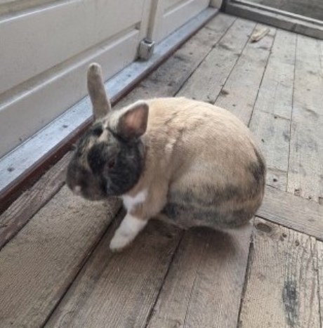 Knaagdier / Haasachtige Konijn