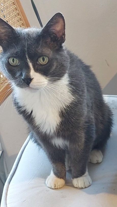 Kat Europese korthaar of huiskat