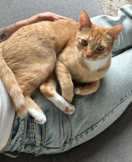 Kat Europese korthaar of huiskat