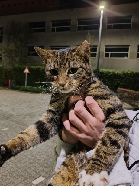 Kat Europese korthaar of huiskat