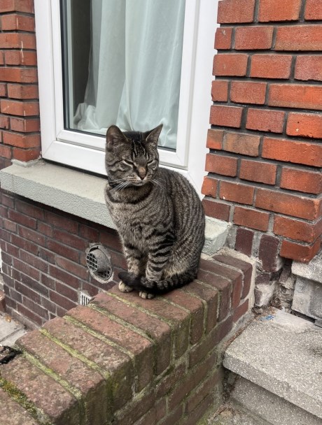 Kat Europese korthaar of huiskat