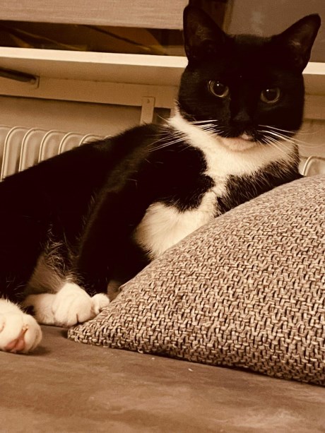 Kat Europese korthaar of huiskat