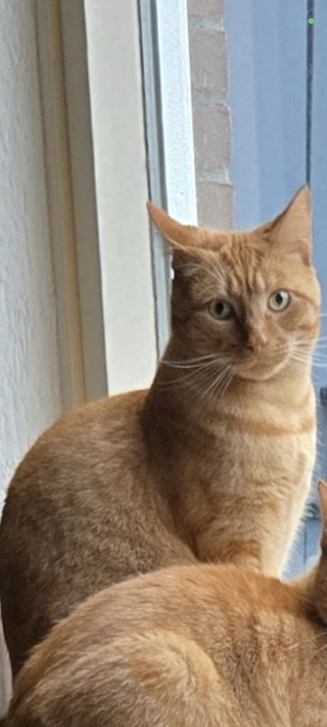 Kat Europese korthaar of huiskat