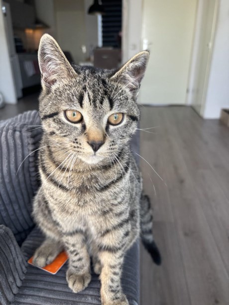 Kat Europese korthaar of huiskat