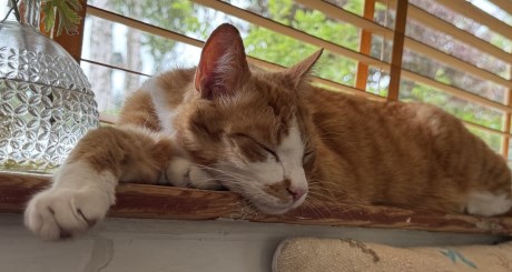 Kat Europese korthaar of huiskat