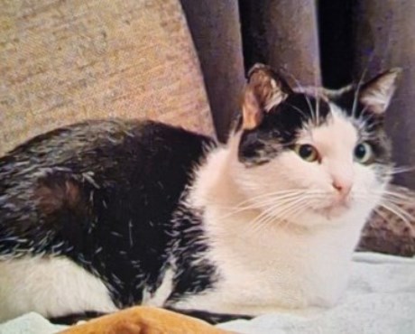 Kat Europese korthaar of huiskat