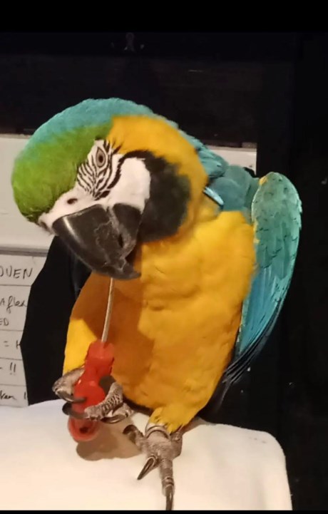 Vogel (Dwerg-)papegaai