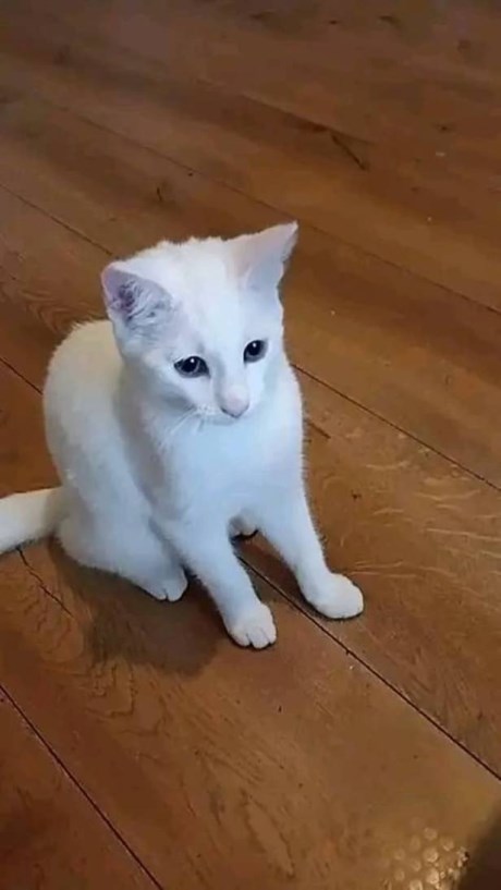 Kat Europese korthaar of huiskat