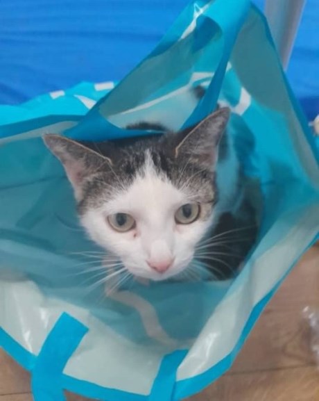 Kat Europese korthaar of huiskat