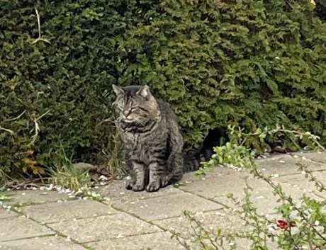 Kat Europese korthaar of huiskat