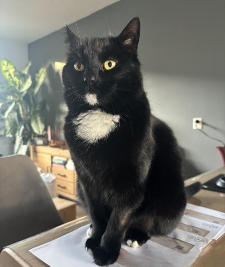 Kat Europese korthaar of huiskat