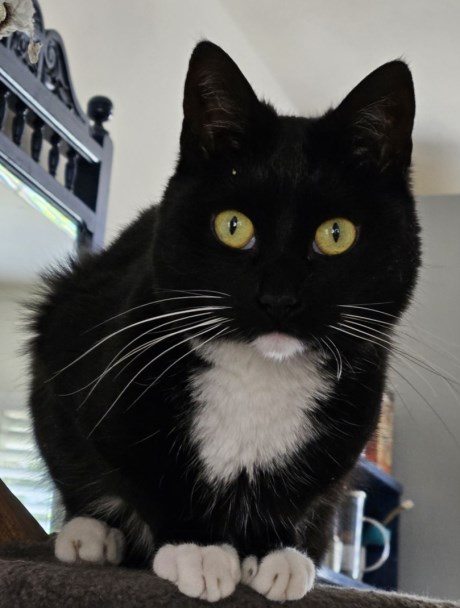 Kat Europese korthaar of huiskat