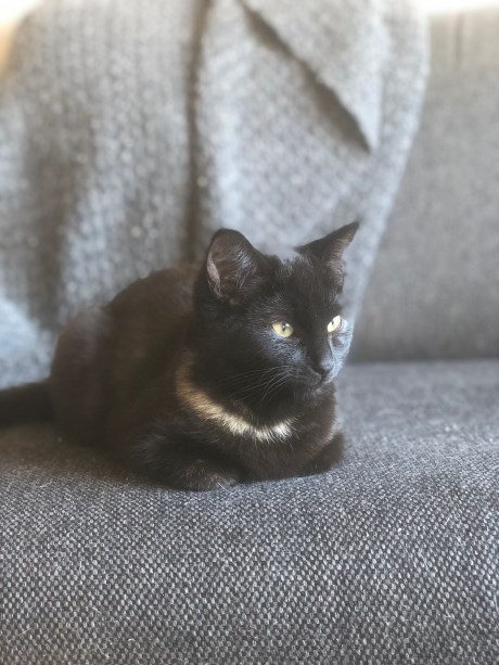 Kat Europese korthaar of huiskat