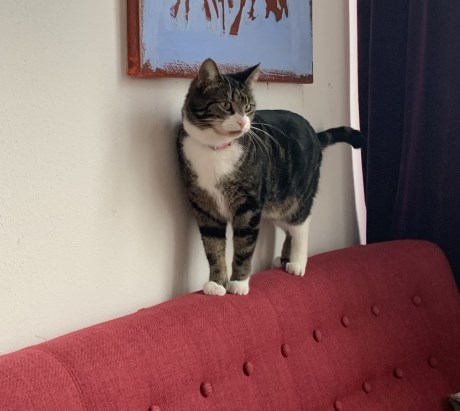 Kat Europese korthaar of huiskat