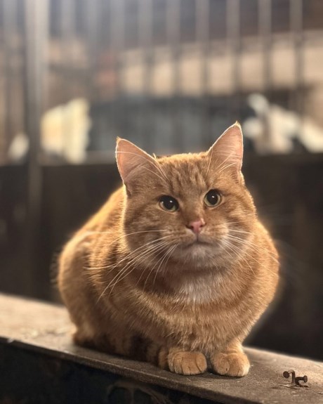 Kat Europese korthaar of huiskat