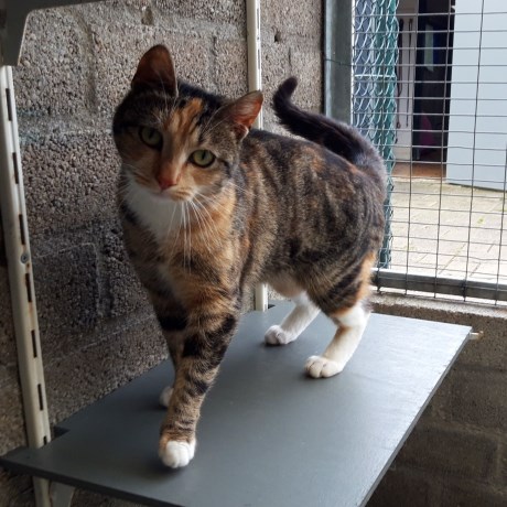 Kat Europese korthaar of huiskat