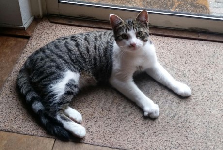 Kat Europese korthaar of huiskat