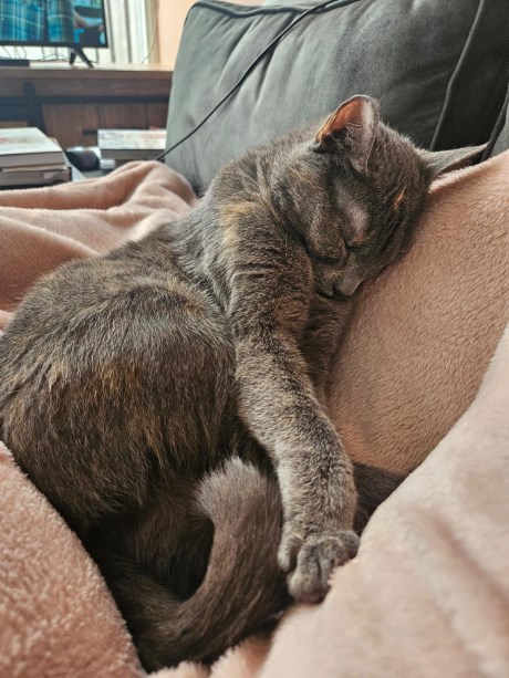 Kat Europese korthaar of huiskat