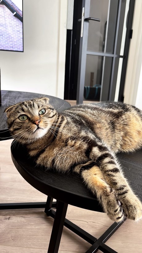 Kat Europese korthaar of huiskat