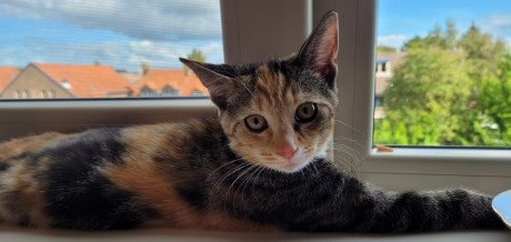 Kat Europese korthaar of huiskat