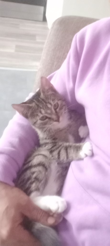 Kat Europese korthaar of huiskat