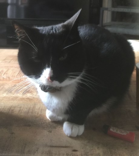 Kat Europese korthaar of huiskat