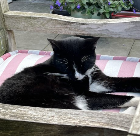 Kat Europese korthaar of huiskat