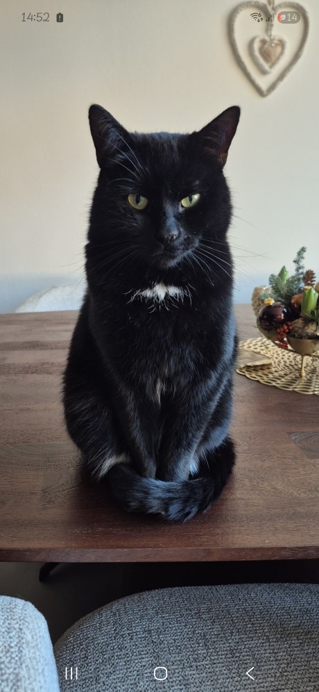 Kat Europese korthaar of huiskat