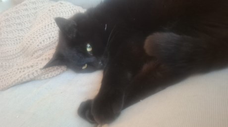 Kat Europese korthaar of huiskat